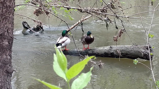State Park «Brezina Woods», reviews and photos, N La Grange Rd, La Grange Park, IL 60526, USA