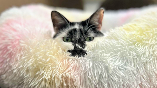 1570 Holcomb Bridge Rd #110, Roswell, GA 30076, USA