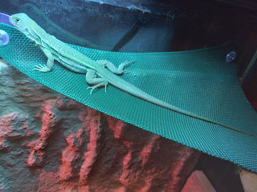 Pet Supply Store «Pet Supplies Plus», reviews and photos, 1810 Declaration Dr, Independence, KY 41051, USA