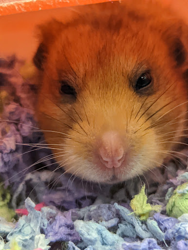 Pet Supply Store «Petco Animal Supplies», reviews and photos, 3012 Bridgepointe Pkwy, San Mateo, CA 94404, USA