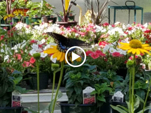 Florist «Dutch & Olgas Greenhouse», reviews and photos, 1285 NJ-36, Hazlet, NJ 07730, USA