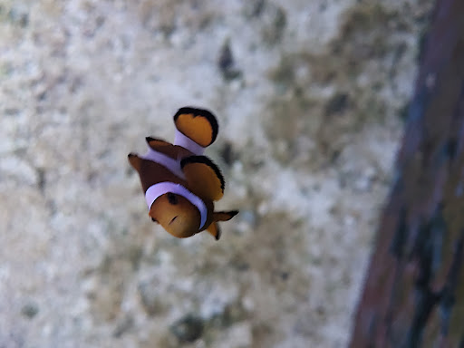 Tropical Fish Store «Best Fish», reviews and photos, 1335 N Doctor M.L.K. Dr, Milwaukee, WI 53212, USA