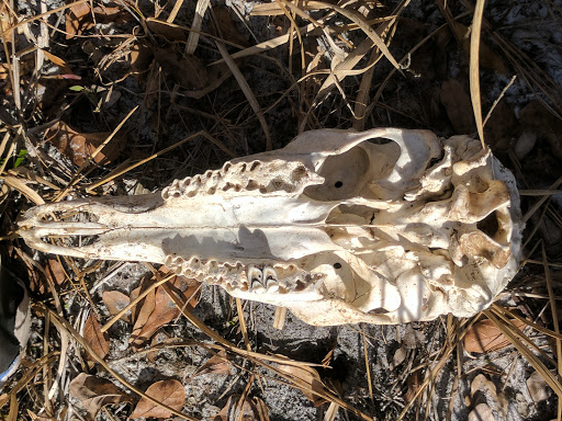 Nature Preserve «Gator Creek Reserve», reviews and photos, 9725 US Hwy 98 N, Lakeland, FL 33809, USA