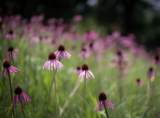 Nature Preserve «Bluff Spring Fen», reviews and photos, Spring Grove Ave, Elgin, IL 60120, USA