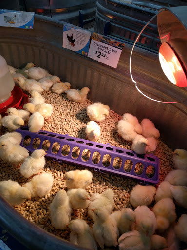 Animal Feed Store «Wilco Farm Store», reviews and photos, 734 McClaine St, Silverton, OR 97381, USA