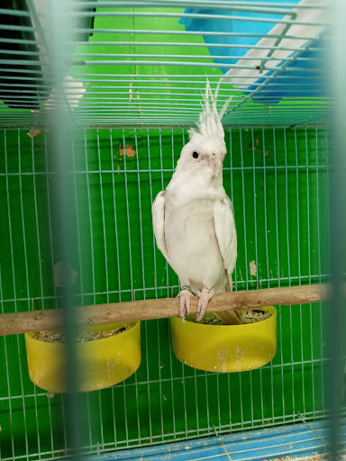 Pet Store «Inez Pet Shop», reviews and photos, 3825 Whittier Blvd, Los Angeles, CA 90023, USA