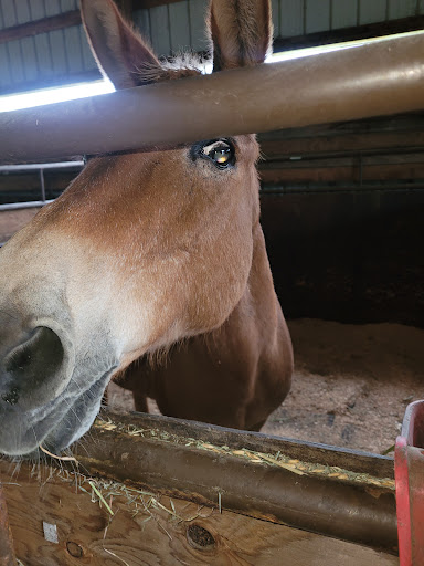 Calcagno Equestrian Center