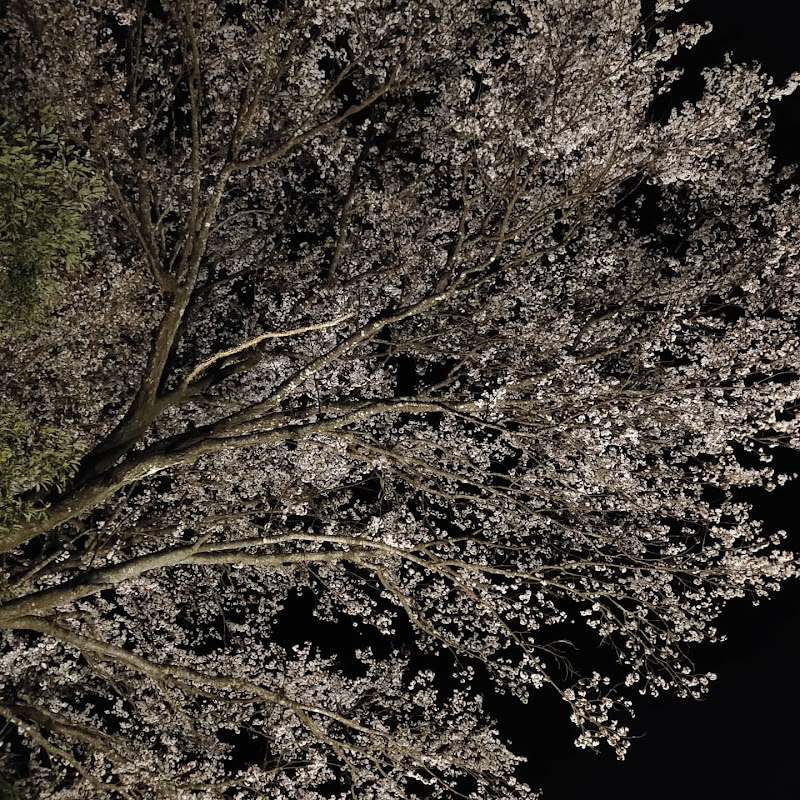 吉川の一本山桜