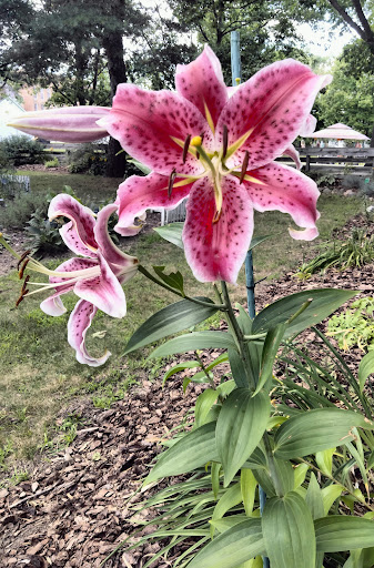 Tourist Attraction «Crossroads Village & Huckleberry Railroad», reviews and photos, 6140 Bray Road, Flint, MI 48505, USA