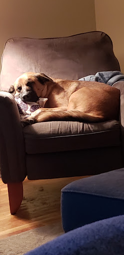 Pet Supply Store «Petco Animal Supplies», reviews and photos, 1065 Kennedy Rd, Windsor, CT 06095, USA