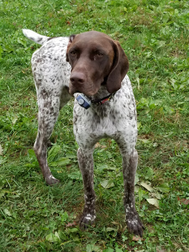 Vineyard «Catoctin Breeze Vineyard & Winery», reviews and photos, 15010 Roddy Rd, Thurmont, MD 21788, USA