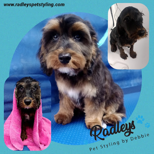 Reviews of Radleys Pet Styling by Debbie in Milton Keynes - Dog trainer