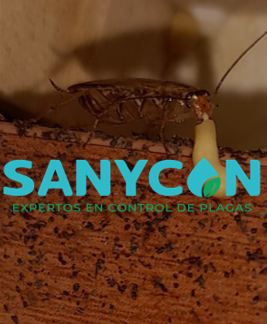 SANYCON