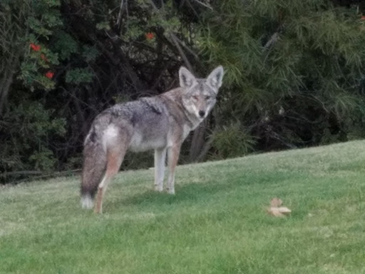 Golf Course «Coyote Hills Golf Course», reviews and photos, 1440 E Bastanchury Rd, Fullerton, CA 92835, USA