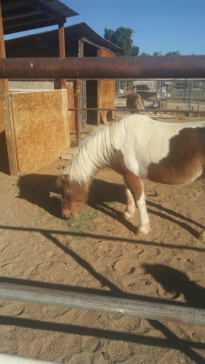 Zoo «Jr Pony Parties», reviews and photos, 1744 N Leonard Ln, Las Vegas, NV 89108, USA