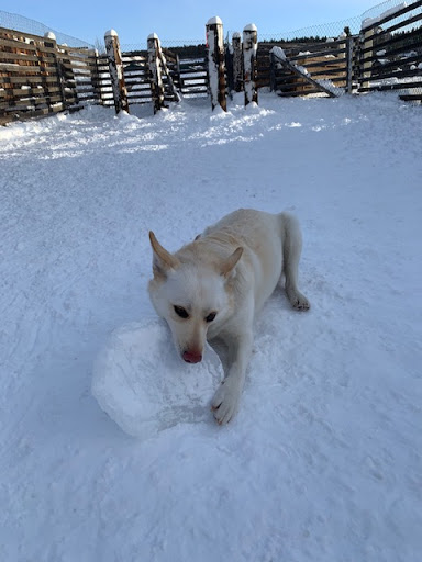 Pet Supply Store «Cold Nose Warm Heart Pet Care, LLC», reviews and photos, 329 US-24, Leadville, CO 80461, USA