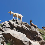 Photo n°7 de l'avis de Claudia.a fait le 11/08/2023 à 19:54 sur le  Lodge V Alpini Bertarelli G. à Valfurva