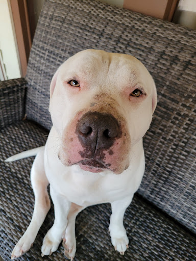 Pet Store «Doggy Daddy», reviews and photos, 5916 R St, Little Rock, AR 72207, USA