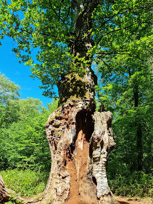 Chêne de Saint-Jean à Saint-Jean-aux-Bois