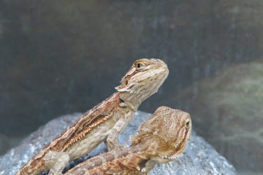 Pet Supply Store «Petco Animal Supplies», reviews and photos, 2140 E Blvd St, Kokomo, IN 46902, USA