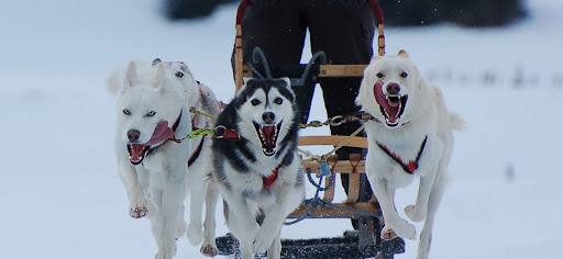 Online-Shop Haus der Hunde unter Hillesheim, 
