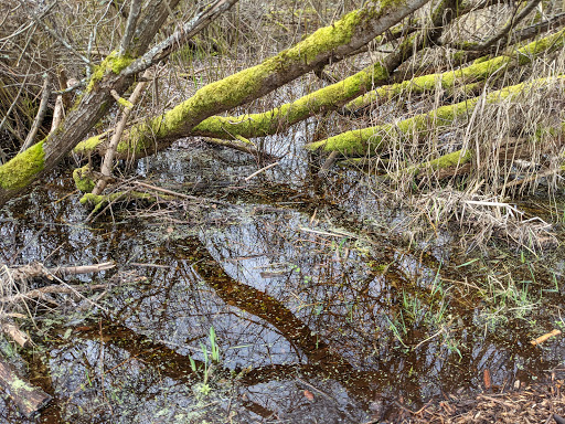 Foster Point Trail