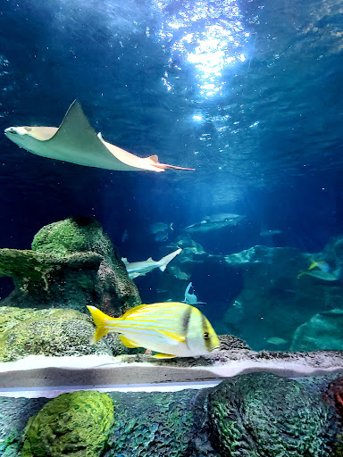 Aquarium «SEA LIFE Charlotte-Concord Aquarium», reviews and photos, 8111 Concord Mills Boulevard, Concord, NC 28027, USA