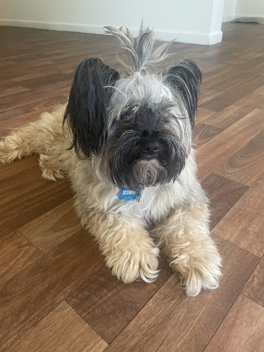 Pet Supply Store «Pet Supplies Plus», reviews and photos, 4405 Milestrip Rd, Blasdell, NY 14219, USA