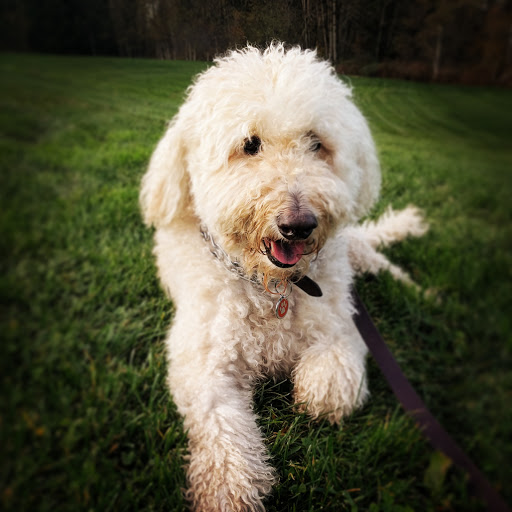 Park «Willis D. Tucker Community Park», reviews and photos, 6705 Puget Park Dr, Snohomish, WA 98296, USA