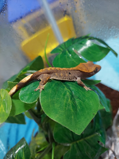 Pet Supply Store «PetSmart», reviews and photos, 11183 S Parker Rd, Parker, CO 80134, USA