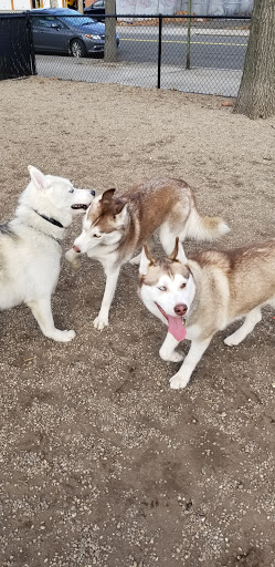 Park «Union Street Dog Park», reviews and photos, 59 Fair St, New Haven, CT 06511, USA