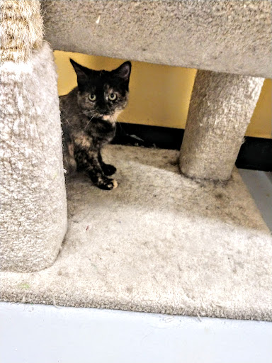 Pet Supply Store «PetSmart», reviews and photos, 8287 W Golf Rd, Niles, IL 60714, USA