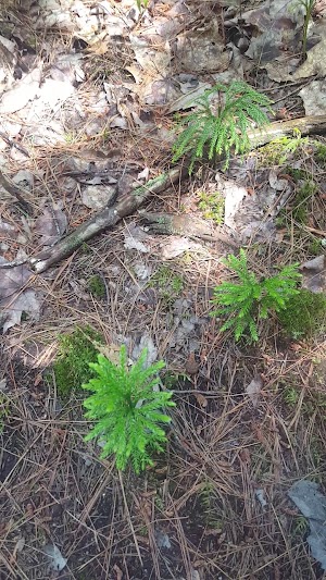 Witt Swamp Preserve - photo 49