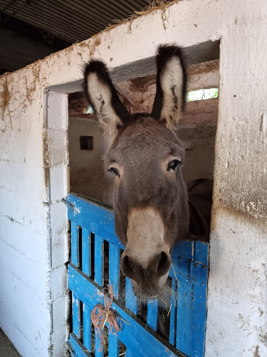 Centro Equestre das Cachoeiras - Vila Franca de Xira