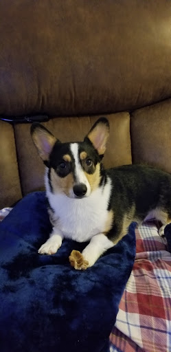 Pet Supply Store «Petco Animal Supplies», reviews and photos, 1255 Raritan Rd #140, Clark, NJ 07066, USA