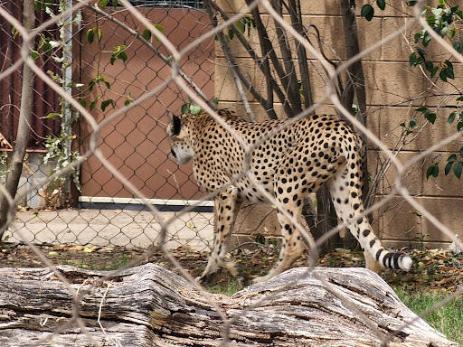 Zoo «Fresno Chaffee Zoo», reviews and photos, 894 W Belmont Ave, Fresno, CA 93728, USA