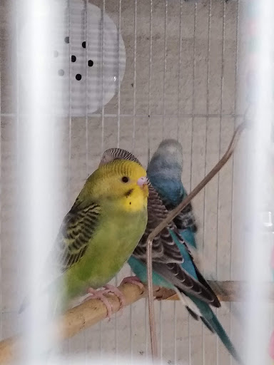 Pet Supply Store «Best Pets», reviews and photos, 905 Washington Ave, Detroit Lakes, MN 56501, USA