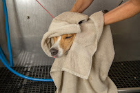 Camp Bow Wow - Photo 9 - Car repair in Indianapolis, IN, Indianapolis