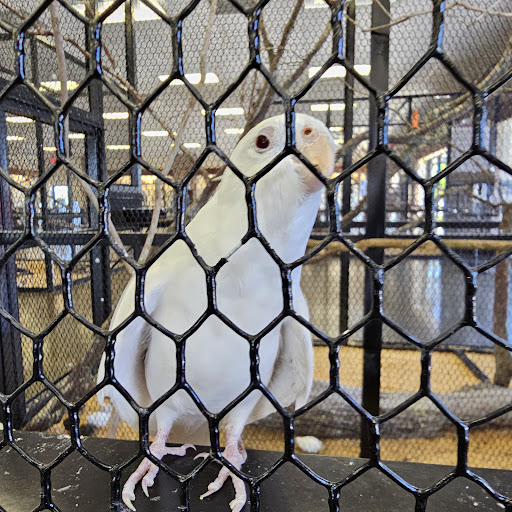 BirdscapesLa Broussard