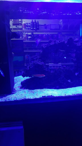 Tropical Fish Store «Aquatic Obsessions», reviews and photos, 1150 St George Ave, Avenel, NJ 07001, USA