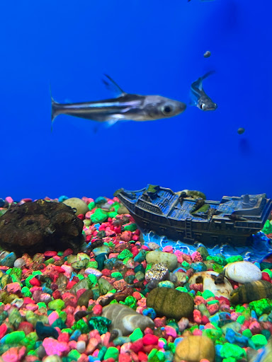 Pet Supply Store «Pet Supplies Plus», reviews and photos, 41660 W 10 Mile Rd, Novi, MI 48375, USA