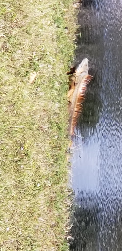 Park «Sunset Park», reviews and photos, 10600 Cleary Blvd, Plantation, FL 33324, USA