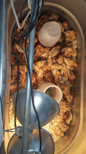 Department Store «Rural King», reviews and photos, 465 South St, Front Royal, VA 22630, USA