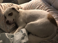 Pet Boutique - Photo 2 - Car repair in Fort Smith, AR, Fort Smith