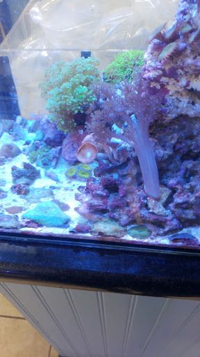 Pet Supply Store «Sea Level Aquarium», reviews and photos, 28 US-46, Pine Brook, NJ 07058, USA
