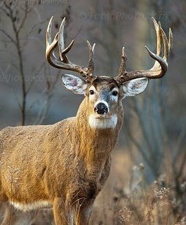 Explore group tattoo ideas for 4, creative tattoo ideas in Westland, available at Suicide Kings Tattoo