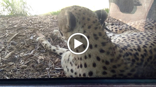 Transit Stop «Dallas Zoo Station», reviews and photos, 614 S. Ewing Avenue, Dallas, TX 75203, USA