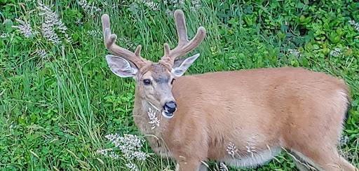 Public Golf Course «Ocean Shores Golf Course», reviews and photos, 500 Canal Dr NE, Ocean Shores, WA 98569, USA