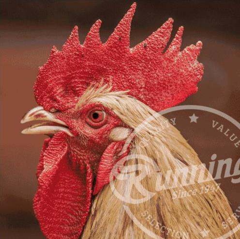 Department Store «Runnings of Brockport», reviews and photos, 4828 Lake Rd N, Brockport, NY 14420, USA