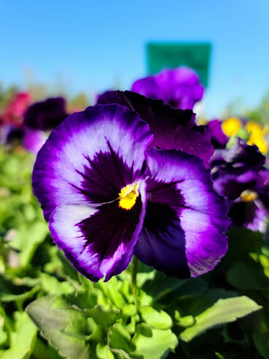 Plant Nursery «HOUSTON PLANTS & GARDEN WORLD», reviews and photos, 16726 North Fwy, Houston, TX 77090, USA